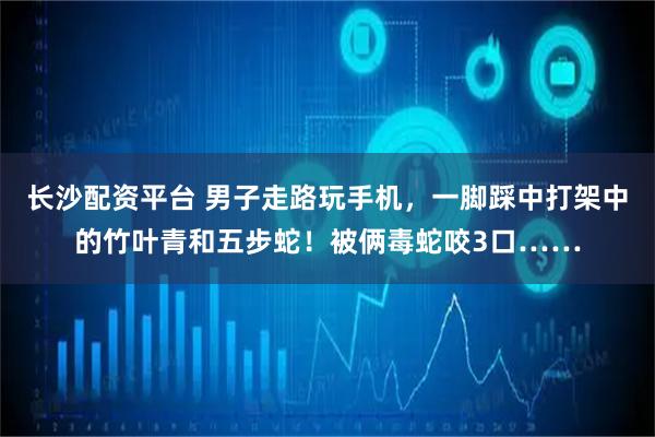 长沙配资平台 男子走路玩手机，一脚踩中打架中的竹叶青和五步蛇！被俩毒蛇咬3口……