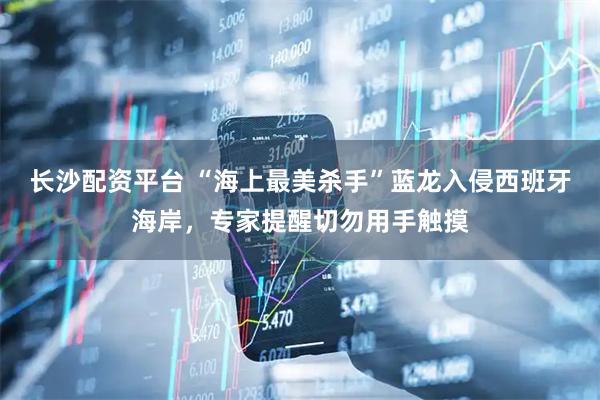 长沙配资平台 “海上最美杀手”蓝龙入侵西班牙海岸，专家提醒切勿用手触摸